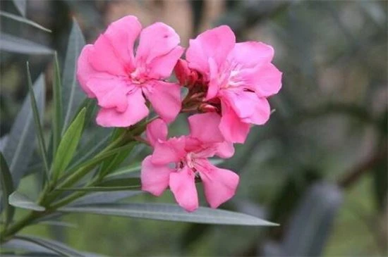 Nerium Oleander Extract Nerium Oleander Extract