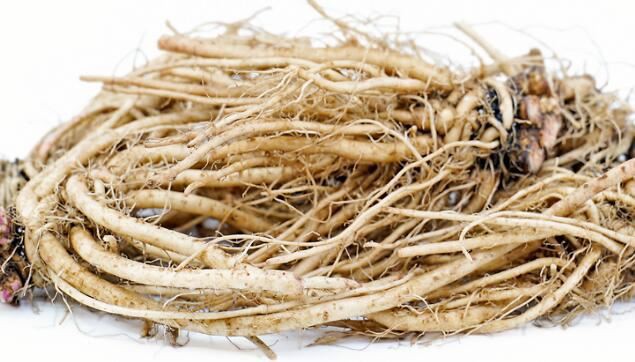 What is chicory root extract used for