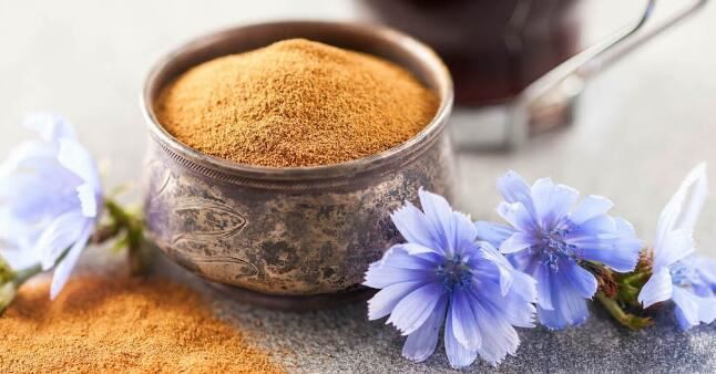 Is chicory root bad for you