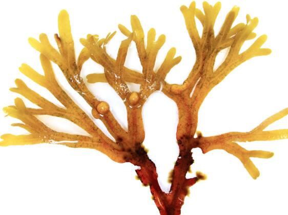 Benefits of bladder wrack