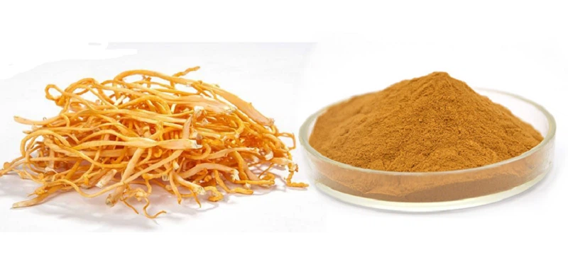 cordyceps militaris mushroom extract cordyceps militaris mushroom extract