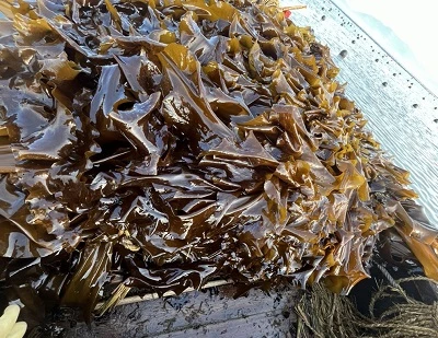 Kelp proti morskim algam: ključne razlike, prednosti, uporaba in katera je boljša?