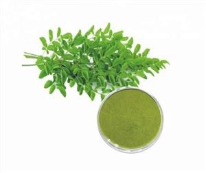 Moringa prašek