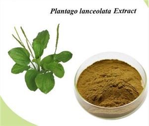 Izvleček listov plantago Lanceolata