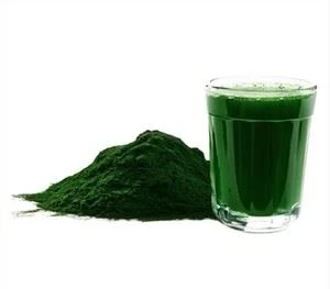 Chlorella Vulgaris v prahu
