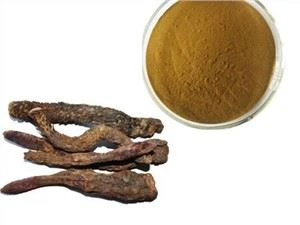 Cistanche v prahu