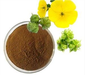 Čisti tribulus terrestris prašek